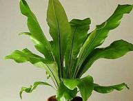 уход за асплениумом