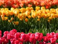 посадка тюльпанов весной