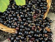 черная смородина