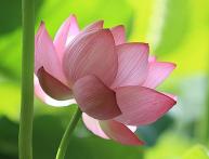 цветы лотоса