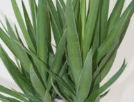 как поливаь юкку