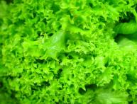 Листовой Латук