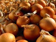 Лук репчатый 