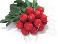 Выращивание редиса в открытом грунте