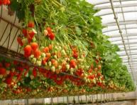 как в теплице вырастить клубнику