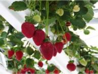 вертикальное выращивание клубники