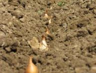 когда можно сажать лук