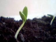 когда высаживать огурцы в грунт