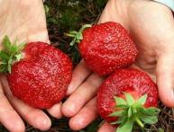 субстрат для клубники 