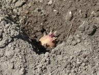 внесение удобрений под картофель