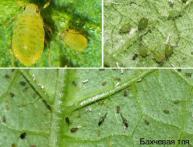 вредители огурцов