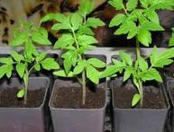 Чем подкормить рассаду помидоров