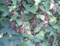 выращивание ежевики