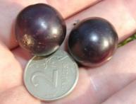 смородина Пигмей 