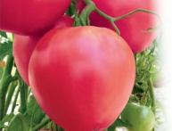 Сорта томатов для Сибири 
