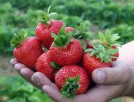 земляника Эльсанта