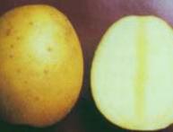 картофель Молли