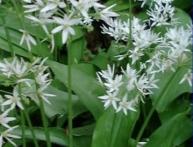 Лук медвежий