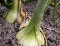 как вырастить лук репчатый