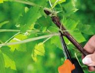 обрезка кустов смородины