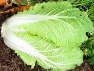 как вырастить пекинскую капусту