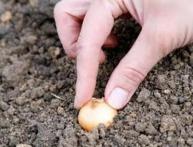 как посадить лук севок