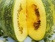 тыква голосеменная 