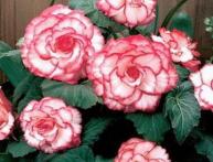 Бегония на фотографии