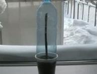 Разведение винограда черенками