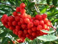 Полезные свойства красной рябины 