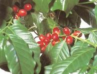 Комнатное растение кофе