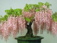 Глициния комнатная