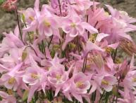 Аквилегия на фото 