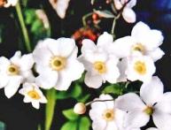 анемона многолетняя