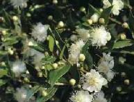 Уход за миртом в домашних условиях