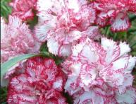 Гвоздика шабо на фото 