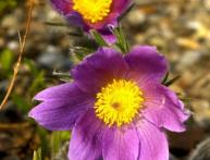 Прострел луговой 