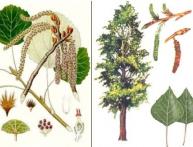 Родственник тополя