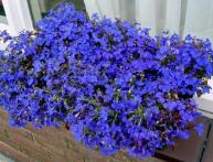 Выращивание из семян лобелии