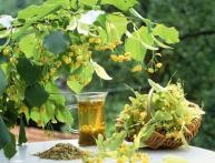 Свойства цветков липы