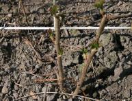 Размножение смородины черенками 