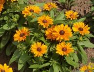 рудбекия на фото