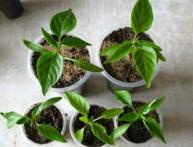 Нужно ли пикировать перец