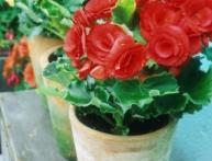 Выращивание клубневой бегонии