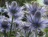 Синеголовник альпийский 