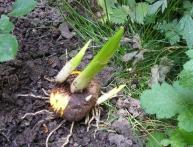 Как правильно посадить гладиолусы