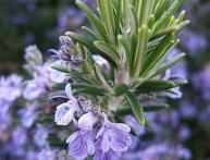 как вырастить розмарин из семян