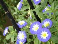 Выращивание ипомеи