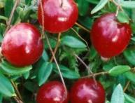 Польза и вред клюквы