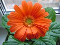 Выращивание герберы из семян